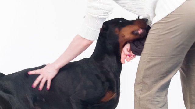 Sitting doberman  giving  paw to his master
