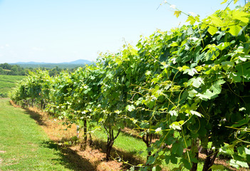 Fototapeta na wymiar Vineyards of North Georgia, USA