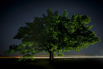 Oak tree with green leaves on a background of the night sky 
