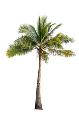 coconut tree on isolated