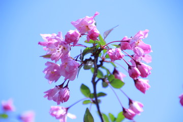 海棠桜