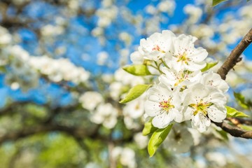 Spring, bright, outdoor.