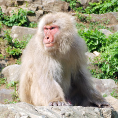 険しい表情で周囲を見張る猿 (ニホンザル)