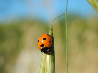 Coccinella