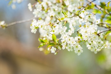 Spring, tree, greeting.