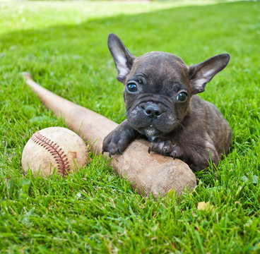 Play Ball
