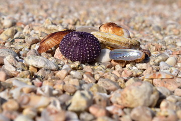 riccio di mare e altre conchiglie