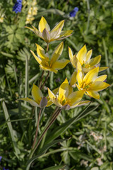 Fototapeta na wymiar yellow and white tulips closeup