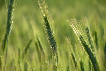 Green wheat in the field.