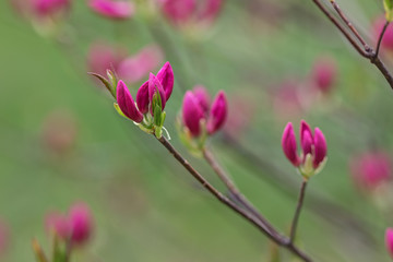 Obraz premium rhododendron close up