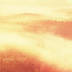 Misty daybreak in a beautiful hills. Peaks of hills are sticking out from foggy background, the fog is yellow and orange due to sun rays. The fog is swinging between trees.