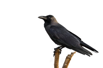 House crow isolated in white background