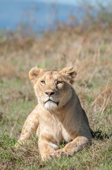 Lioness lying down while looking straight ahead at camera