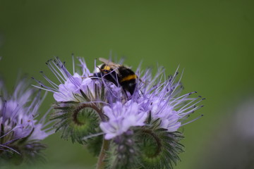 Hummel