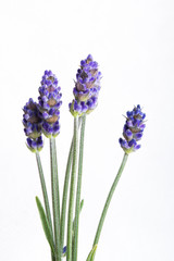 Bunch of lavender flowers isolated over white background
