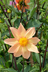 Tender, Translucent, Pink Petals