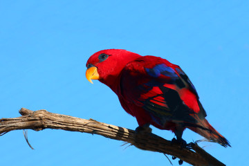 Red Parrot