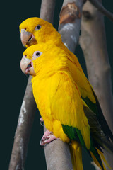 Yellow Parrot