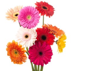 Bouquet, Gerbera Daisy, Daisy.