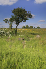 single tree in a Somerset meadow