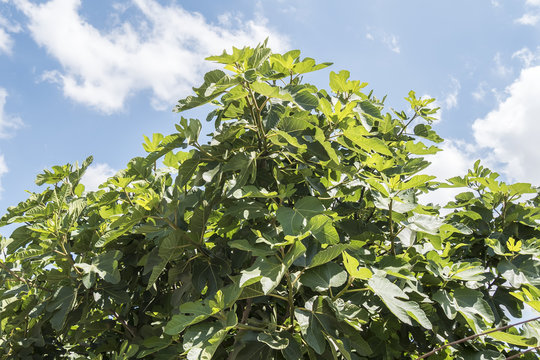 Fig tree with blue sky and white clouds background