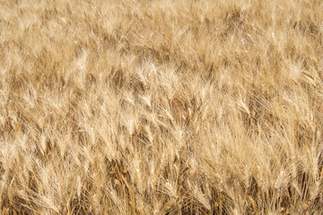 Harvest of ripe wheat