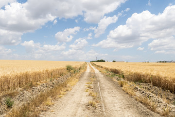 Fototapeta na wymiar Path through ripe wheat field