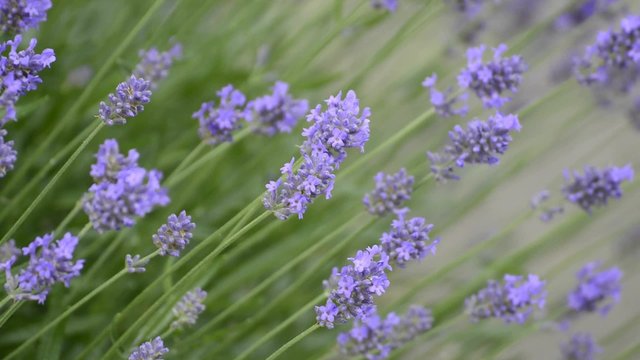 Lavendel, Heil-und Parf&uuml;mpflanze mit Bl&uuml;te