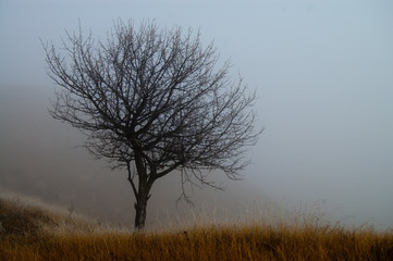 one tree in a fog