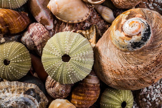 Mixed Sea Shells