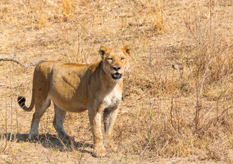Female Lion