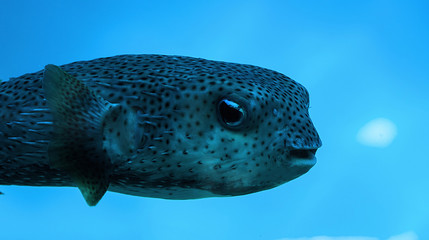 Blowfish