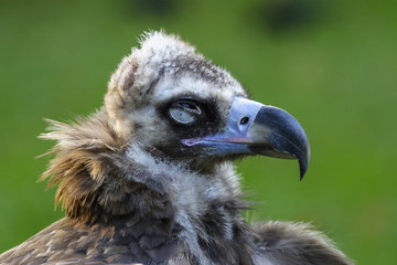 Ugly vulture