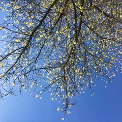 Baum im Frühling mit frischen Blätter