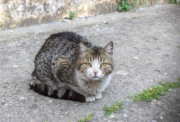Naklejka na ściany i meble Cat / A gray and white cat sitting on the street