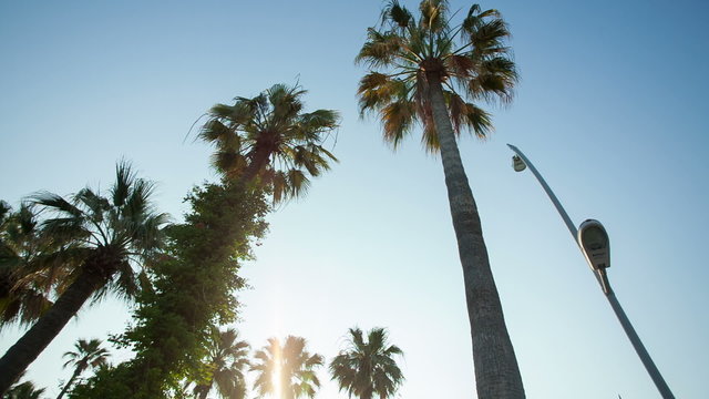 STEADICAM MOTION: Row of many palm trees against a blue sky
