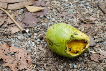 Rotten ripe mango bitten by black ants
