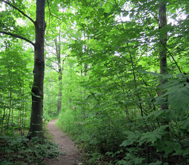 A path through the summer woods.