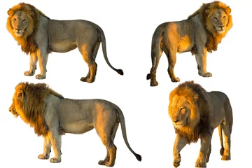 Poster Lion Quatre Lions