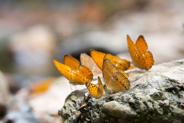 Colorful butterflies