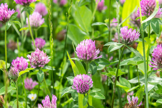 clover / Meadow with blooming red clover