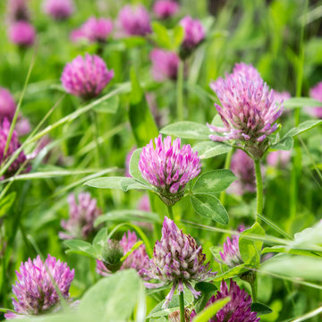 clover / Meadow with blooming red clover
