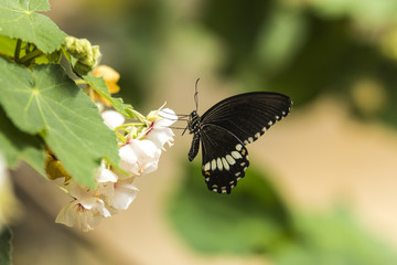 Butterfly on flower