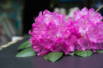Aerial view pink Rhododendron blossoms dark background