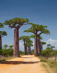 Papier Peint photo Lavable Baobab Madagascar