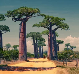 Photo sur Aluminium Baobab Madagascar