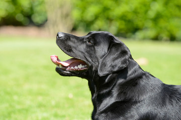 Head from black labrador