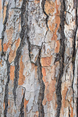 Bark of a pine tree / background