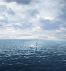 Fototapeta premium Single isolated swan
