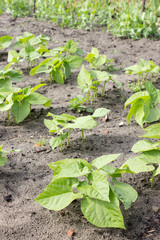bean plants / Vegetable bed with young bean plants 